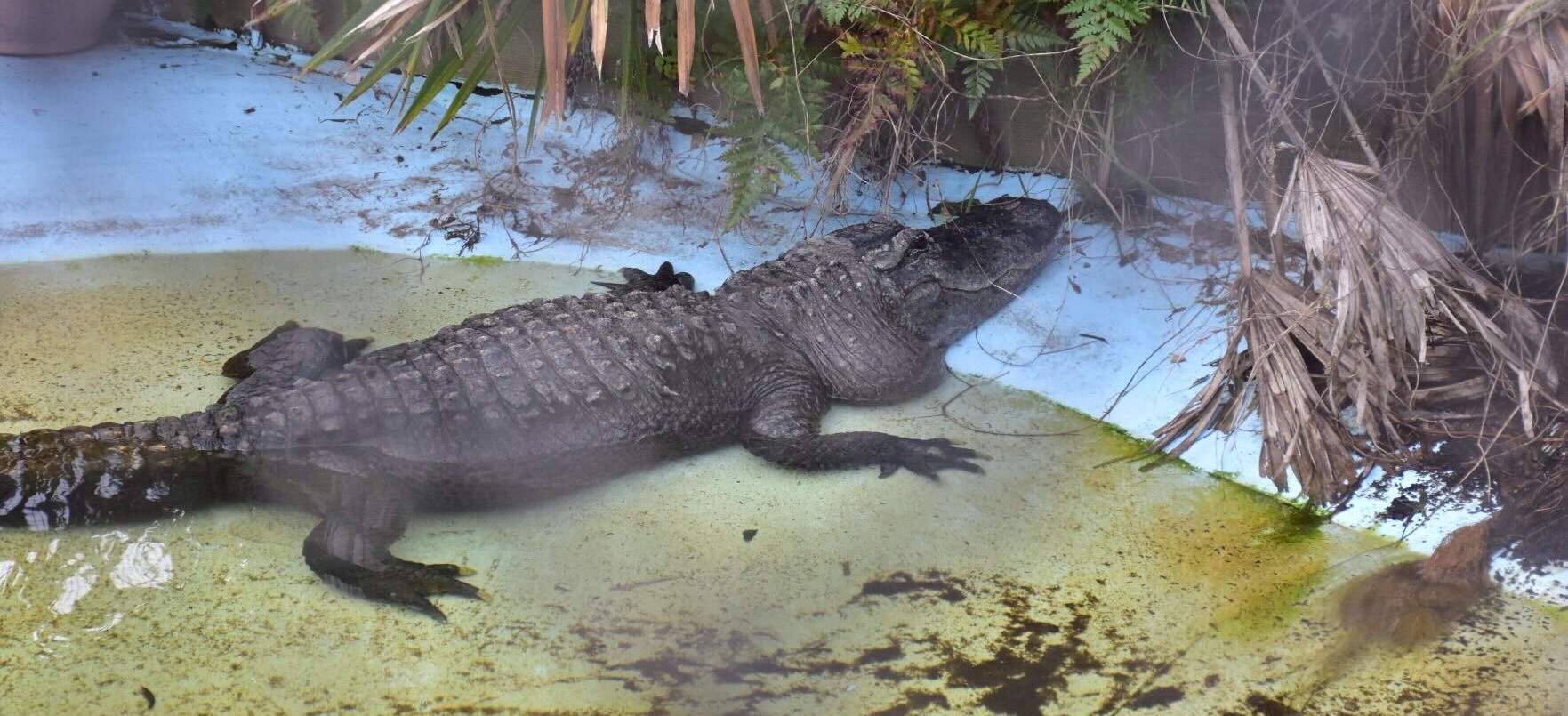 https://hardhidewhiskeys.com/wp-content/uploads/2025/05/hardhide-gator.jpg