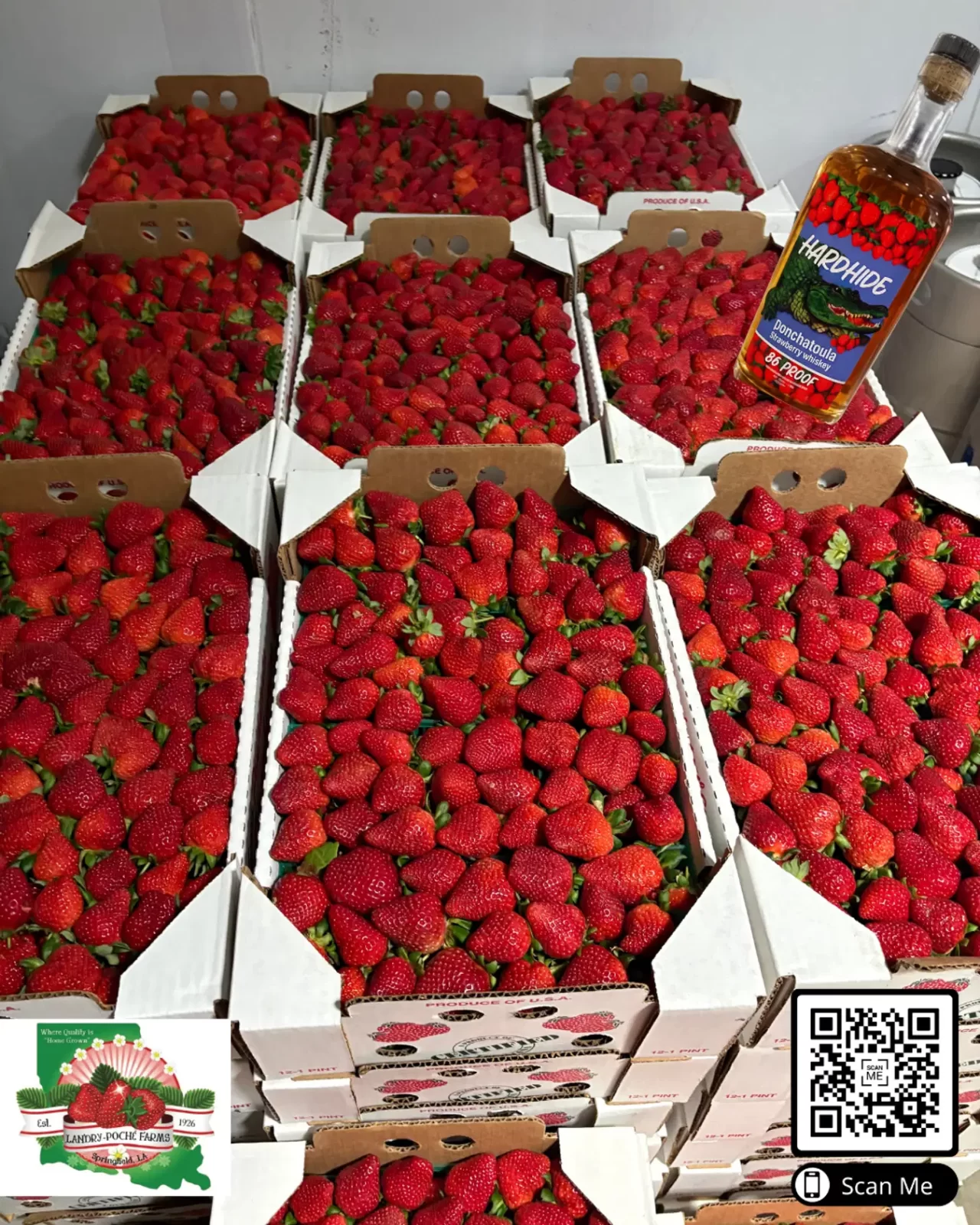 Paint the Town Red: Celebrating the 54th Ponchatoula Strawberry Festival with Hardhide